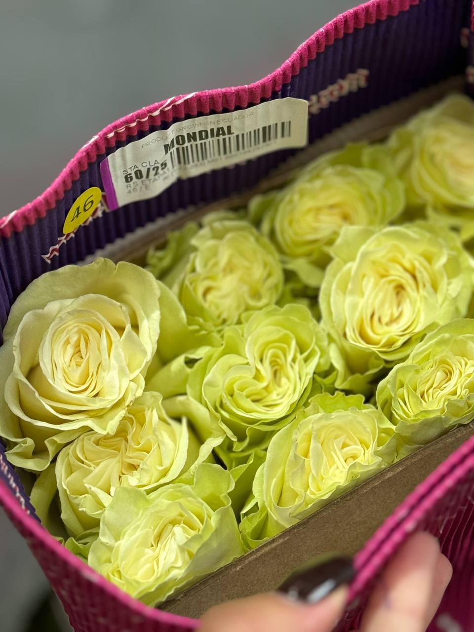 Скидки на розы из Эквадора от Florbiz – невероятные цены! Скидки на Эквадорские розы от Florbiz – идеальный выбор для вашего бизнеса!